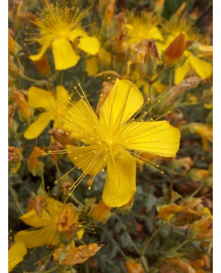 Hypericum olympicum -Millepertuis de l'Olympe