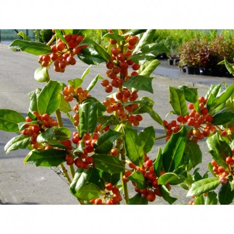 Ilex 'Nellie R Stevens' - Houx