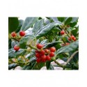 Ilex 'Nellie R Stevens' - Houx