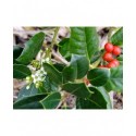 Ilex 'Nellie R Stevens' - Houx