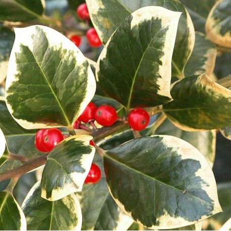 Ilex altaclerensis x 'Golden King' - Houx panaché