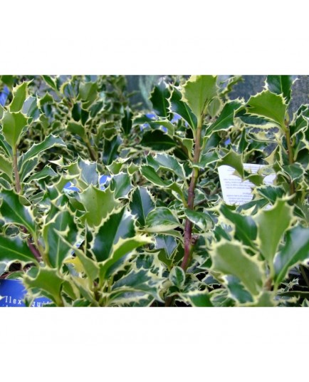 Ilex aquifolium 'Argentea Marginata' - Houx panaché