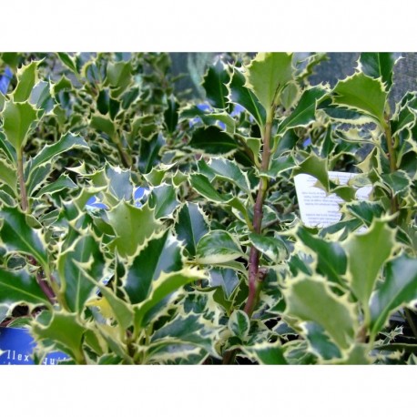 Ilex aquifolium 'Argentea Marginata' - Houx panaché