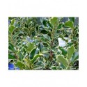 Ilex aquifolium 'Argentea Marginata' - Houx panaché
