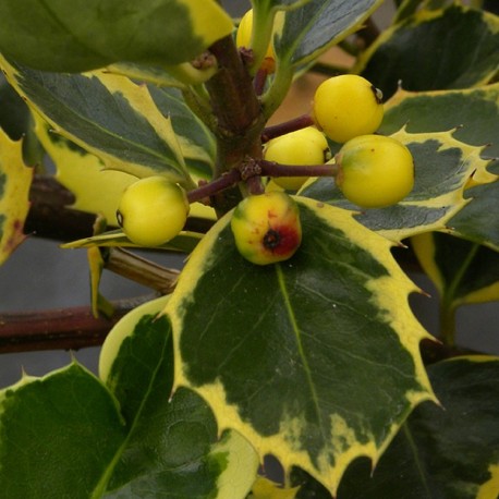 Ilex aquifolium 'Aurea Marginata' - houx,