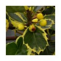 Ilex aquifolium 'Aurea Marginata' - houx,