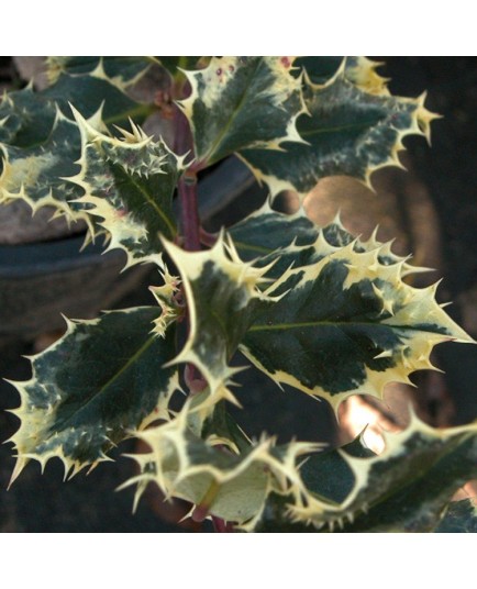 Ilex aquifolium 'Ferox Argentea' - houx-hérisson,