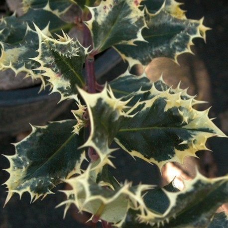 Ilex aquifolium 'Ferox Argentea' - houx-hérisson,