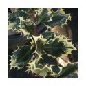 Ilex aquifolium 'Ferox Argentea' - houx-hérisson,