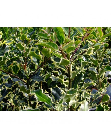 Ilex aquifolium 'Madame Briot'