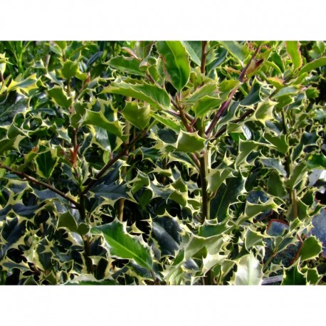 Ilex aquifolium 'Madame Briot'