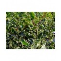 Ilex aquifolium 'Madame Briot'