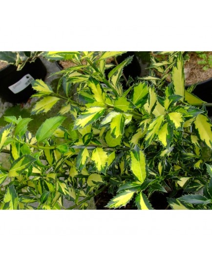 Ilex aquifolium 'Myrtifolia Aurea Maculata' - houx à feuille de myrte panaché