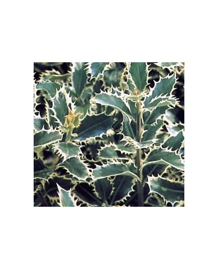 Ilex aquifolium 'Silver Queen'