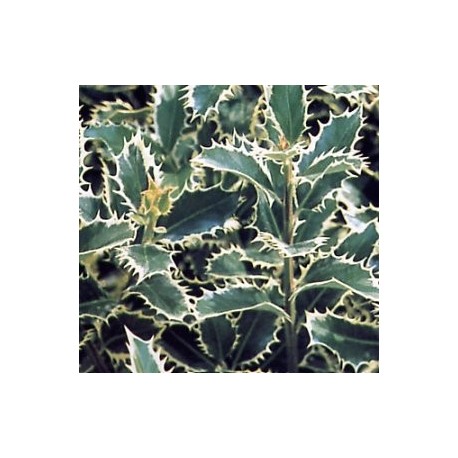 Ilex aquifolium 'Silver Queen'