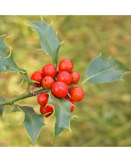 Ilex aquifolium 'Alaska' - houx,