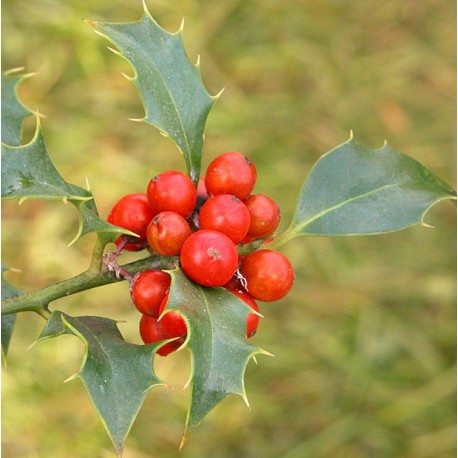 Ilex aquifolium 'Alaska' - houx,