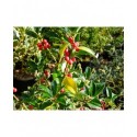 Ilex aquifolium 'Alaska' - houx,