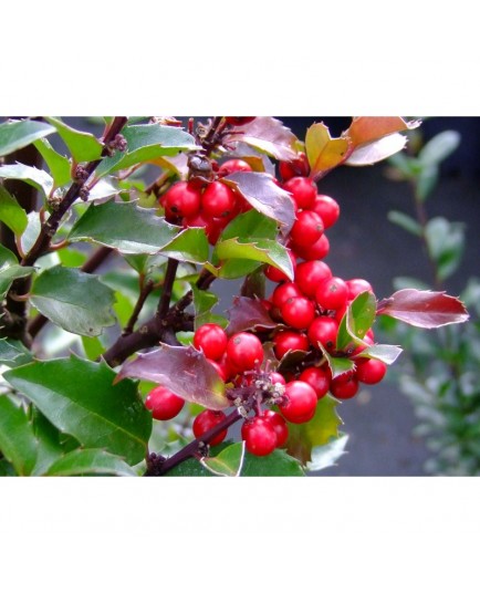 Ilex meservae x 'Blue Maid'® - houx