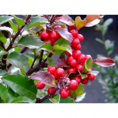 Ilex meservae x 'Blue Maid'® - houx