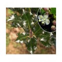 Ilex meserveae x 'Blue Prince' - houx,