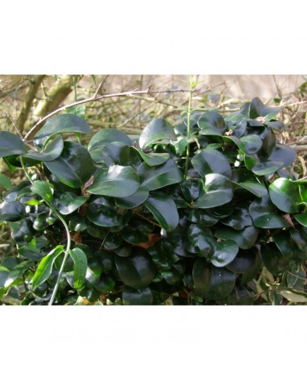 Ligustrum japonicum 'Rotundifolium' - Troène à feuile de camelia. troène à feuilles coriaces