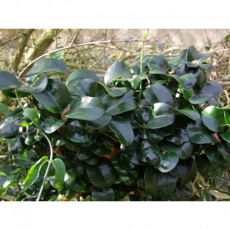 Ligustrum japonicum 'Rotundifolium' - Troène à feuile de camelia. troène à feuilles coriaces