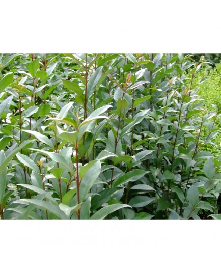 Ligustrum japonicum - Troène Du Japon