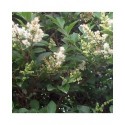 Ligustrum lucidum - troènes luisants