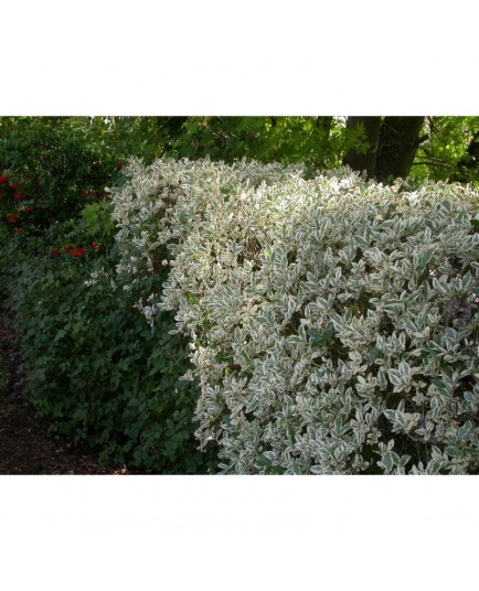 Ligustrum ovalifolium 'Argenteum' - troènes panachés, troènes argentés,