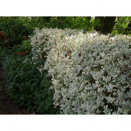 Ligustrum ovalifolium 'Argenteum' - troènes panachés, troènes argentés,