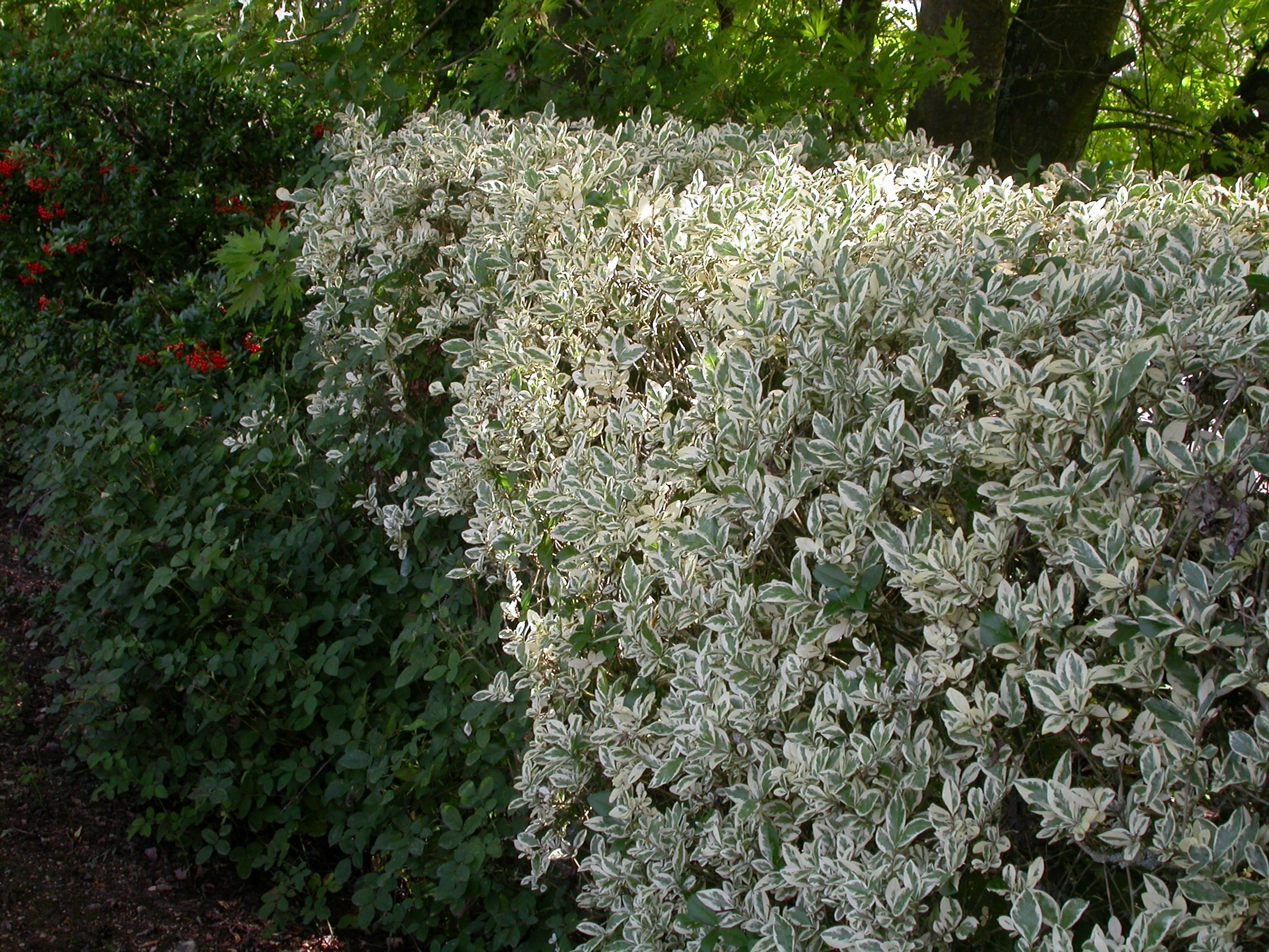 Ligustrum ovalifolium Argenteum - trones panachs argents,