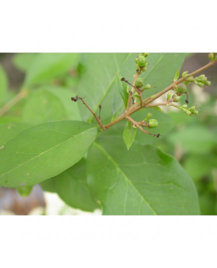 Ligustrum ovalifolium - troènes de Californie, troène à feuille ovale