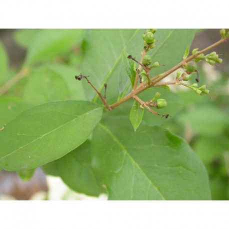 Ligustrum ovalifolium - troènes de Californie, troène à feuille ovale