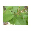 Ligustrum ovalifolium - troènes de Californie, troène à feuille ovale