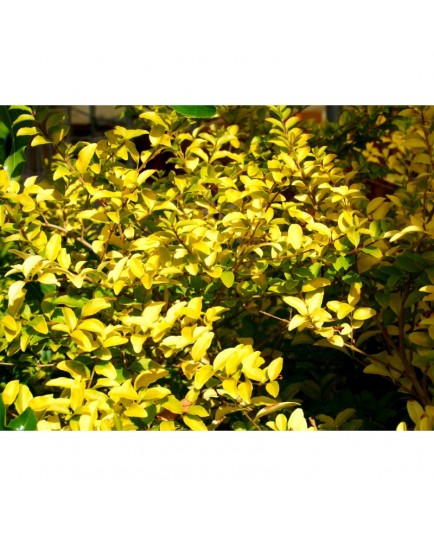 Ligustrum sinense 'Lemon & Lime'