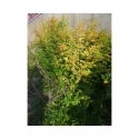 Ligustrum sinense 'Lemon & Lime'