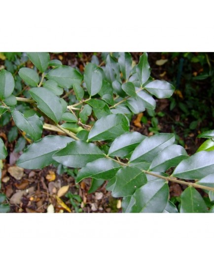 Ligustrum sinense - Troène de Chine