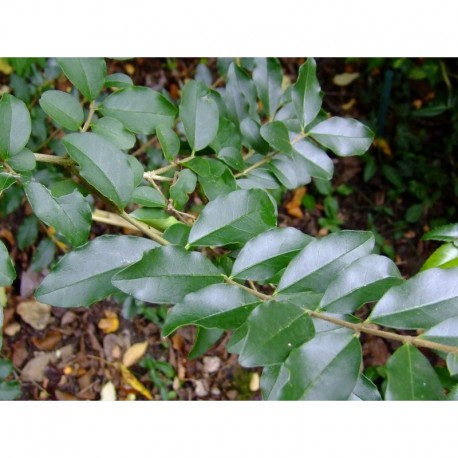 Ligustrum sinense - Troène de Chine