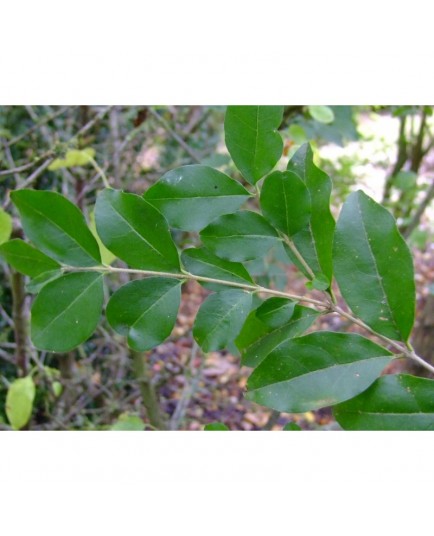 Ligustrum strongylophyllum - Troène