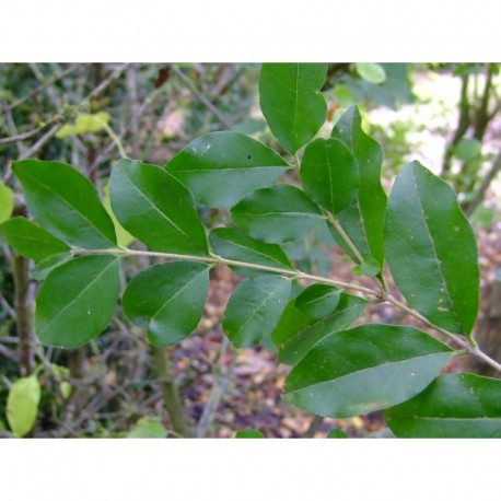 Ligustrum strongylophyllum - Troène