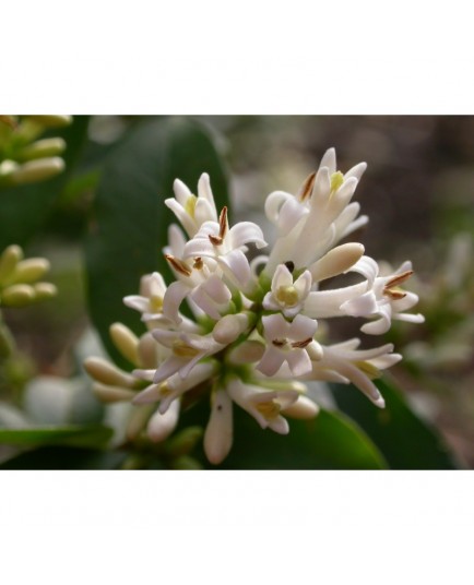 Ligustrum tschonoski 'Little Thomas' - Troène