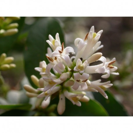 Ligustrum tschonoski 'Little Thomas' - Troène