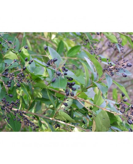 Ligustrum vicaryi x - Troène doré