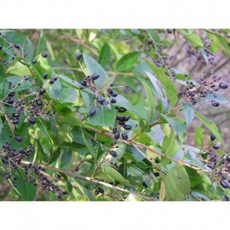 Ligustrum vicaryi x - Troène doré