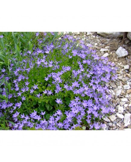 Campanula fenestrellata - Campanule