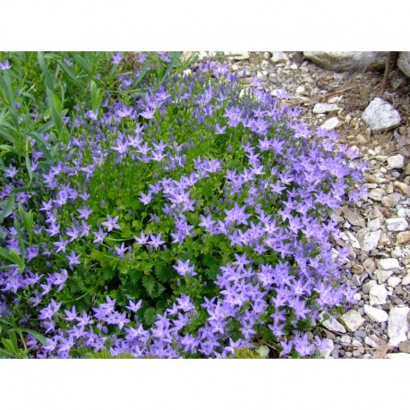 Campanula fenestrellata - Campanule