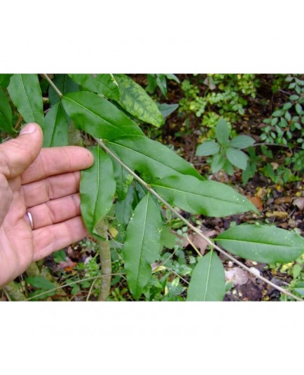 Ligustrum vulgare 'Insulense'- Troène
