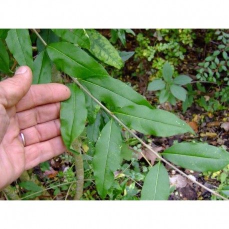 Ligustrum vulgare 'Insulense'- Troène