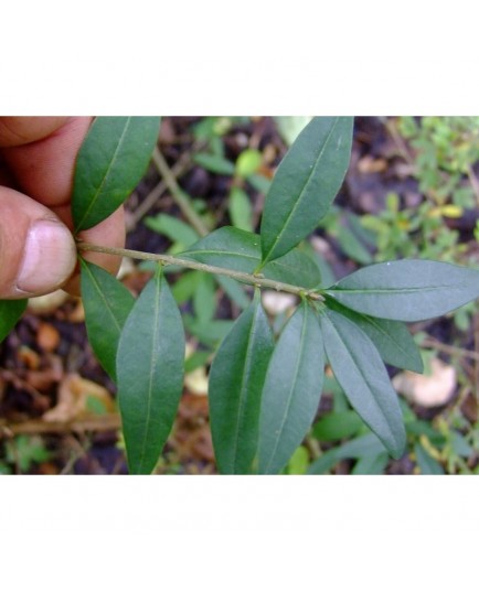 Ligustrum vulgare 'Lodense' - Troène